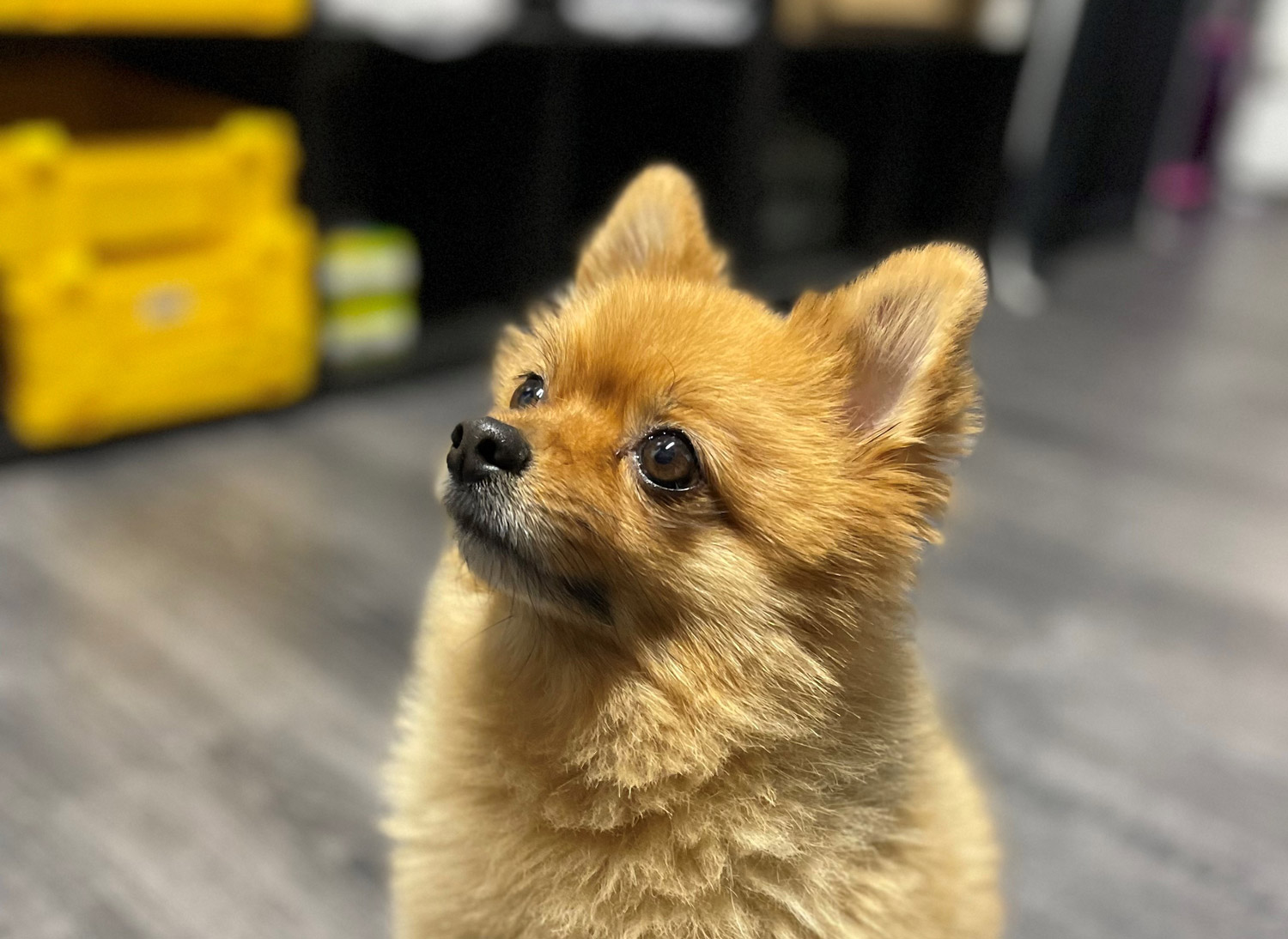 Uniccyle Notre equipe Furia